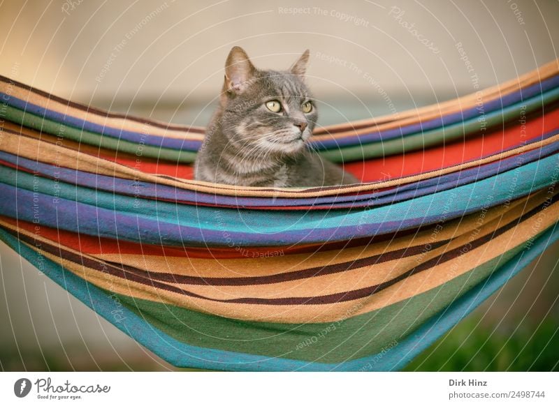 Grey cat in hammock Living or residing Garden Animal Pet Cat 1 Crouch Sit Multicoloured Gray Idyll Perspective Emphasis Hammock Suspended Relaxation Looking