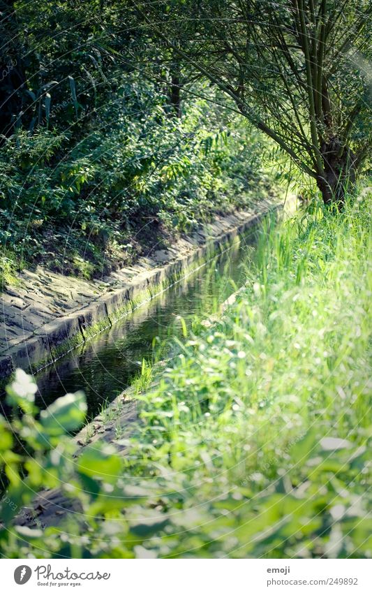 in kind Environment Nature Summer Beautiful weather Tree Grass Bushes Meadow Brook River Natural Green River bank Colour photo Exterior shot Deserted Day Light