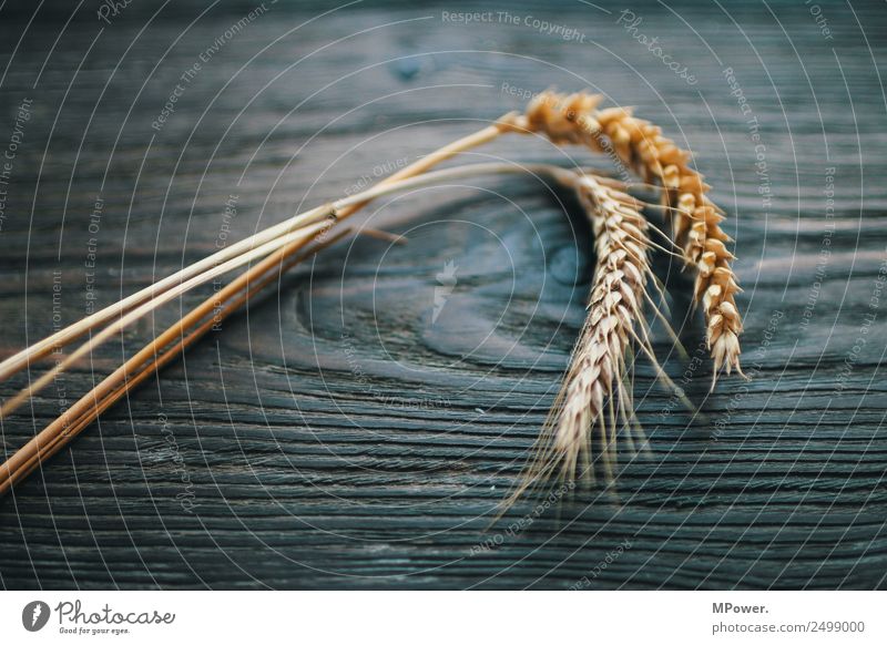 cereals Plant Orange Raw materials and fuels Grain Rye Wheat Ear of corn Farmer Agriculture Harvest Food gluten Blade of grass Colour photo Interior shot Day