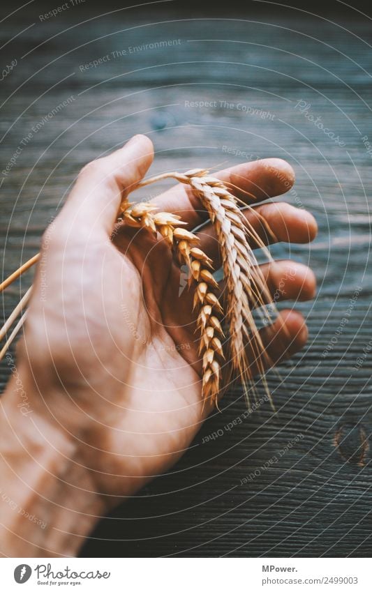 handful of grain Hand To hold on Plant Orange Raw materials and fuels Grain Rye Wheat Ear of corn Farmer Agriculture Harvest Food gluten Blade of grass