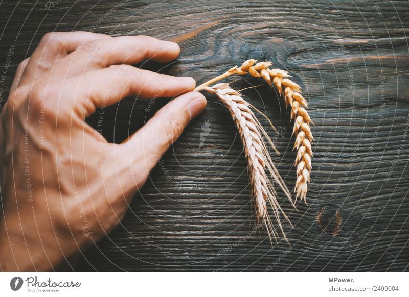 handful of grain Plant Hand Fingers To hold on Orange Raw materials and fuels Grain Rye Wheat Ear of corn Farmer Agriculture Harvest Food gluten Blade of grass