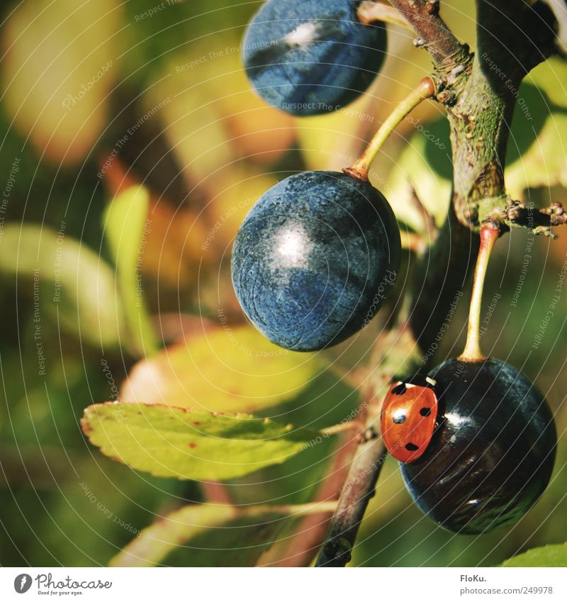 delicious, sloes Fruit Organic produce Environment Nature Plant Animal Beautiful weather Bushes Wild plant Beetle 1 Round Juicy Blue Green Red Idyll Ladybird
