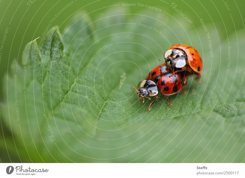 A summer love Ladybird Good luck charm Beetle insects Two animals Pair of animals two beetles Reproduction in the animal world Idyll idyllically Private