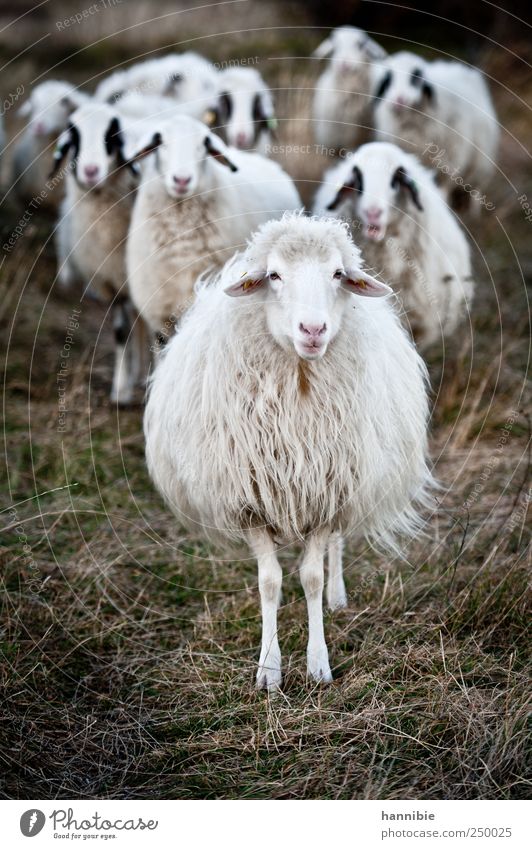 entourage Grass Moss Meadow Field Farm animal Herd Looking Stand Wait Green Black White Sheep Flock Challenging Provocative Pasture To feed Colour photo