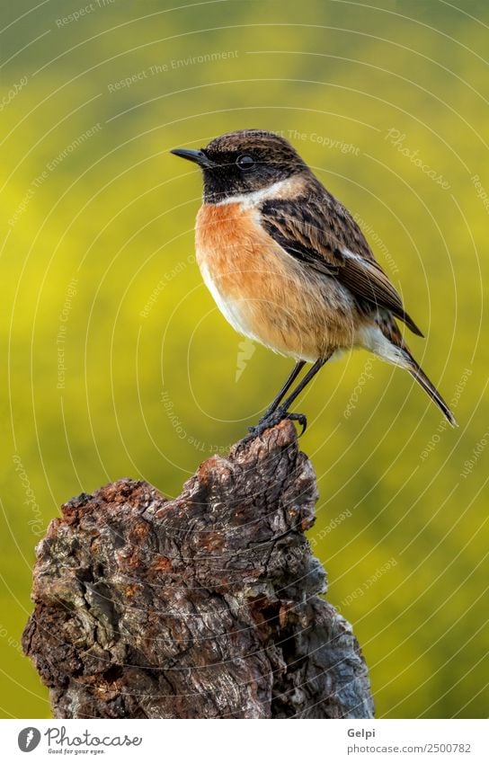 Pretty bird Beautiful Life Man Adults Environment Nature Animal Bird Small Natural Wild Brown Green White stonechat wildlife common perched background passerine