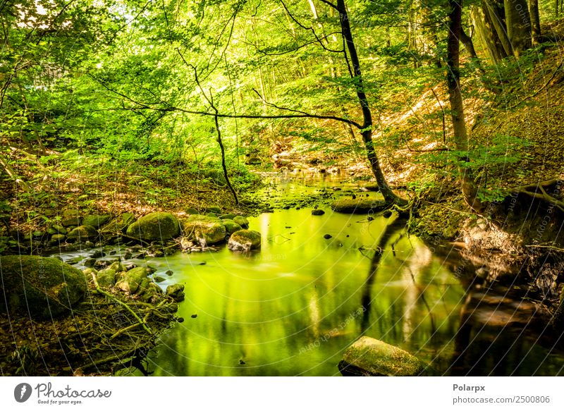 Green forest in the summer reflecting colors in a rive Beautiful Vacation & Travel Summer Sun Mountain Environment Nature Landscape Plant Tree Moss Leaf Park