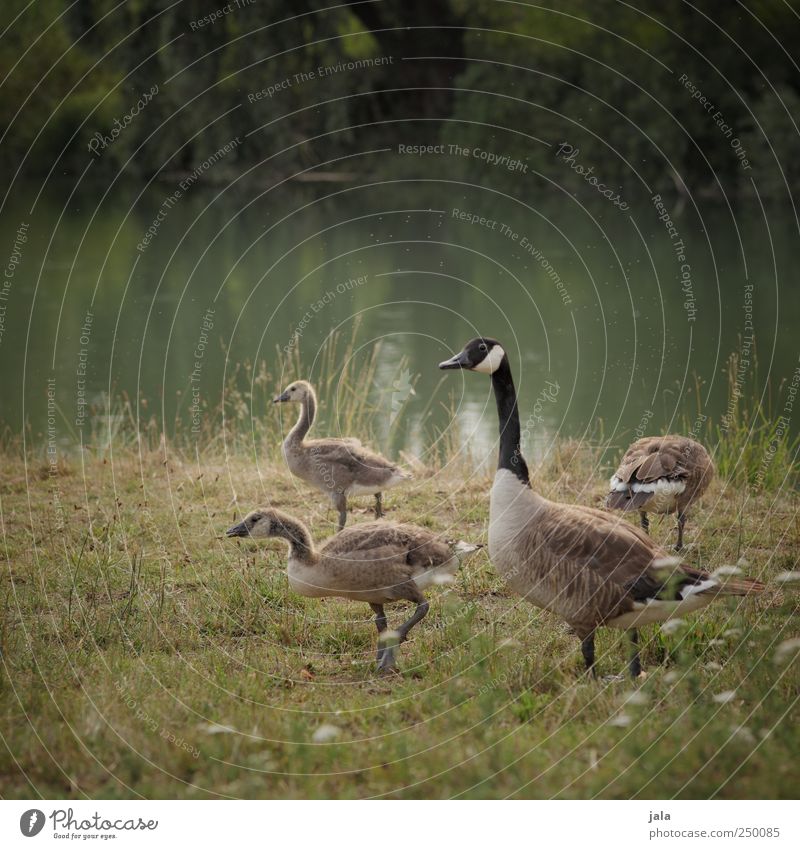 wild geese Environment Nature Landscape Plant Animal Grass Bushes Foliage plant Wild plant Brook Bird Goose Wild goose Canadian goose 4 Animal family Natural
