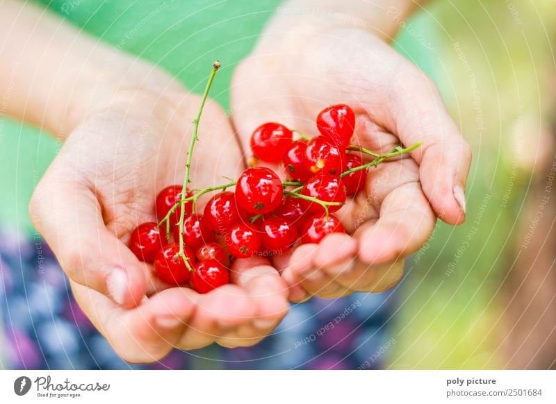 Children's hand holding fresh currants Girl Boy (child) Infancy Youth (Young adults) Life Hand Fingers 3 - 8 years 8 - 13 years Environment Nature Landscape