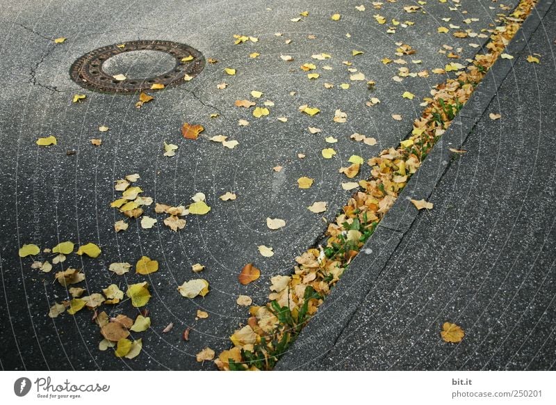 399 days... Environment Autumn Climate Street Lanes & trails Illuminate Lie To dry up conceit chill Yellow Gold Gray Moody Autumn leaves Autumnal Early fall