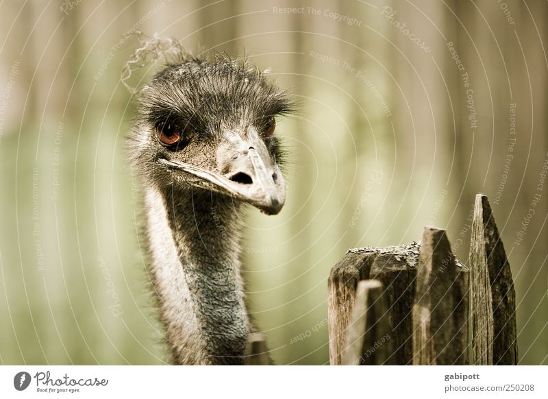 hangover Animal Zoo Emu 1 Exceptional Exotic Brown Green Fence Beak Looking Bird Subdued colour Exterior shot Deserted Day Sunlight Shallow depth of field