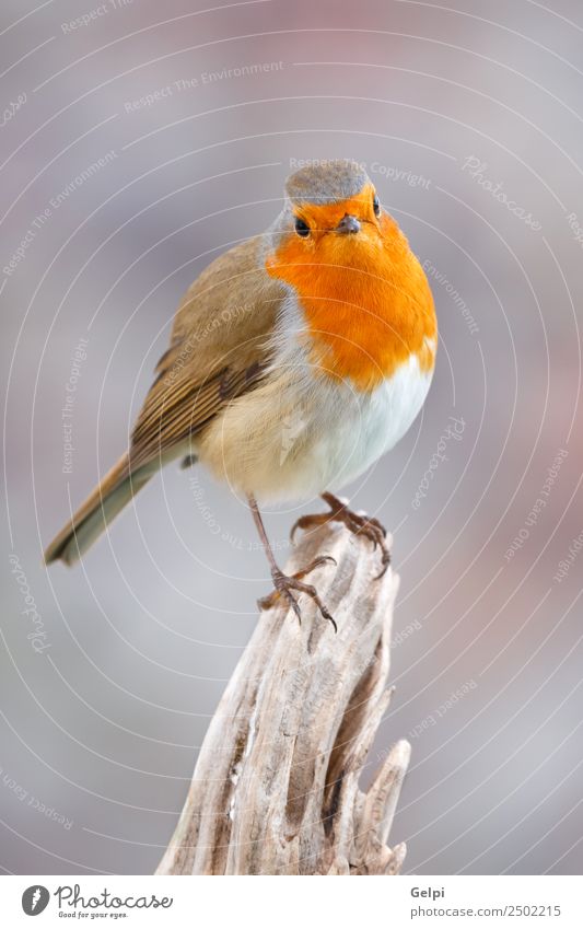 Pretty bird Beautiful Life Man Adults Environment Nature Animal Bird Wood Small Natural Wild Brown Gray White wildlife robin common perched background passerine