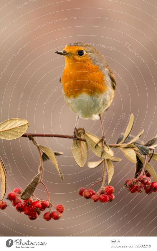 Pretty bird Beautiful Life Man Adults Environment Nature Animal Autumn Bird Small Natural Wild Brown White wildlife robin Berries red fruit branch common