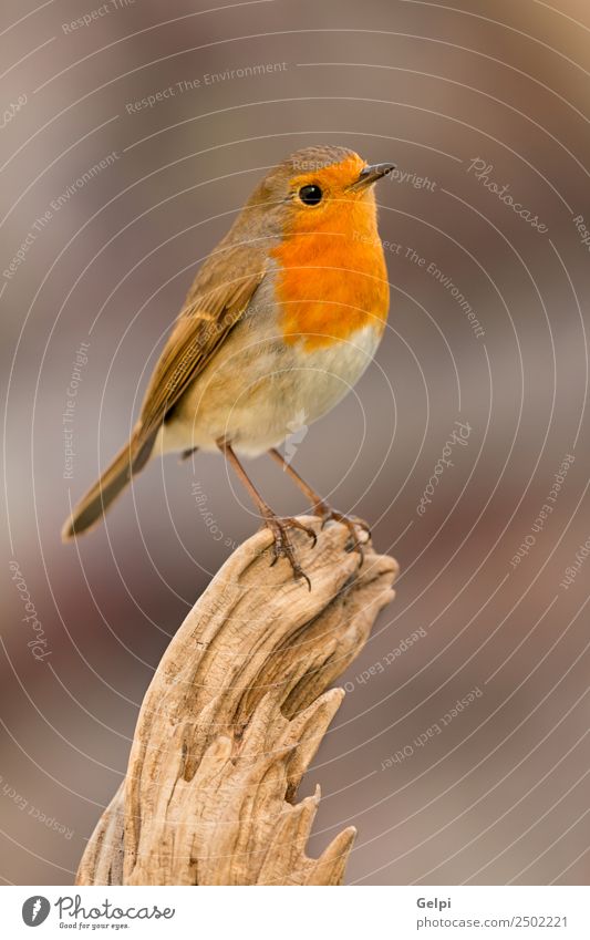 Pretty bird Beautiful Life Man Adults Environment Nature Animal Bird Small Natural Wild Brown White wildlife robin common perched background passerine