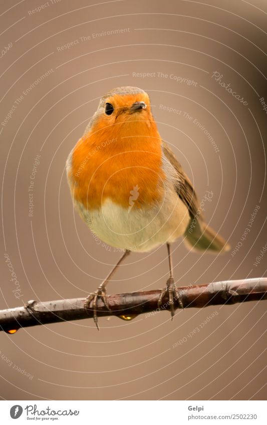 Pretty bird Beautiful Life Man Adults Environment Nature Animal Bird Small Natural Wild Brown White wildlife robin common perched background passerine