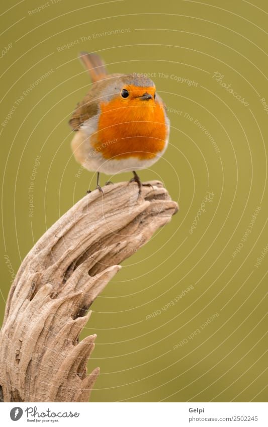 Pretty bird Beautiful Life Man Adults Environment Nature Animal Bird Wood Small Natural Wild Brown White wildlife robin common perched background passerine