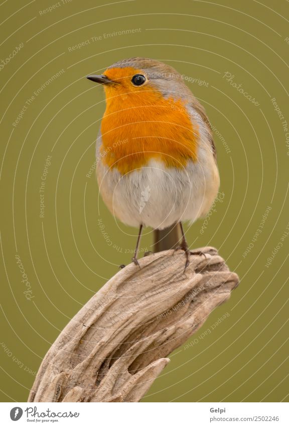 Pretty bird Beautiful Life Man Adults Environment Nature Animal Bird Wood Small Natural Wild Brown White wildlife robin common perched background passerine