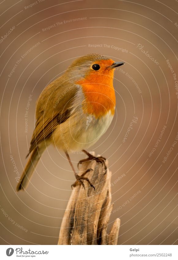 Pretty bird With a nice orange red plumage Beautiful Life Man Adults Environment Nature Animal Bird Small Natural Wild Brown White wildlife robin common perched