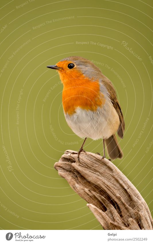 Pretty bird Beautiful Life Man Adults Environment Nature Animal Bird Small Natural Wild Brown White wildlife robin common perched background passerine
