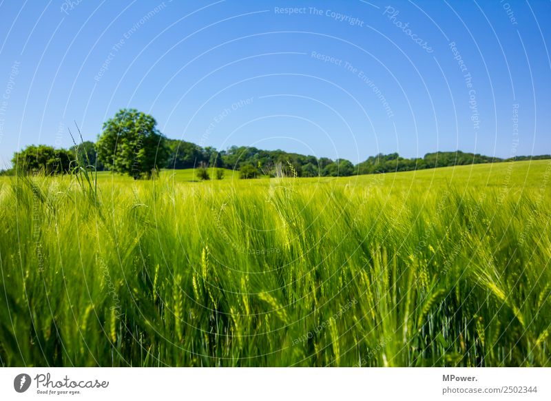 cornfield Environment Landscape Beautiful weather Field Growth Grain field Wheat Roe Green Agriculture Blue Colour photo Exterior shot Day