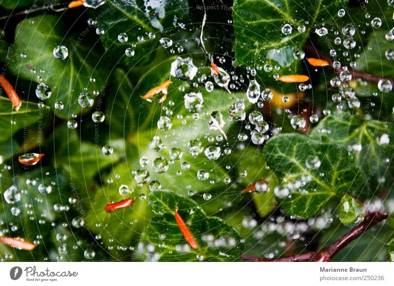 Rain caught Nature Plant Drops of water Summer Bushes Ivy Leaf Foliage plant Garden Animal Spider Observe Beautiful Yellow Green Black Spider's web abstract