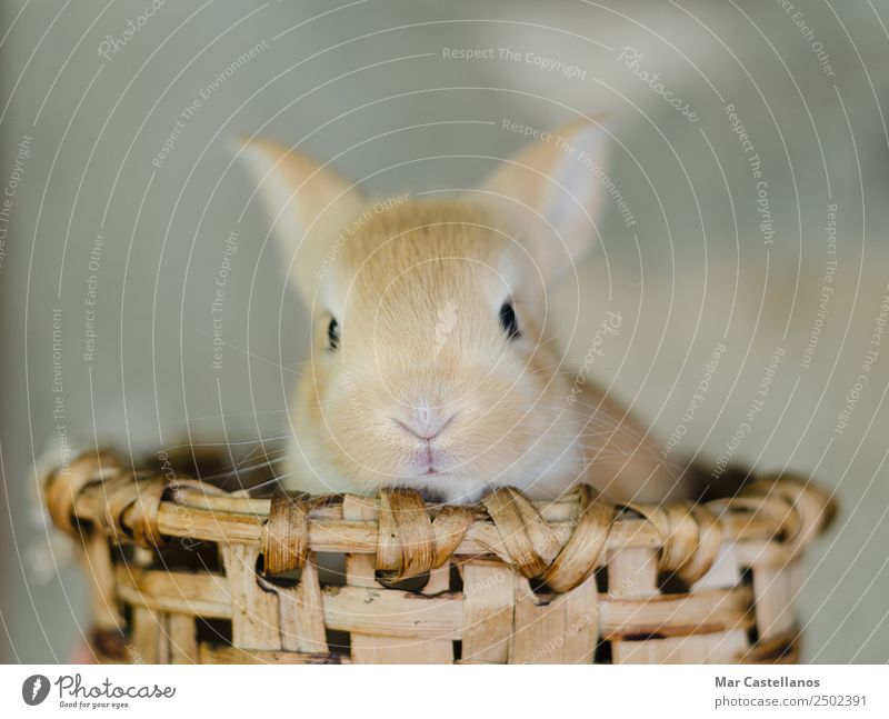 Little rabbit in wooden basket Happy Beautiful Summer Easter Nature Animal Spring Pet Farm animal Animal face 1 Small Natural Cute Soft Brown Warm-heartedness