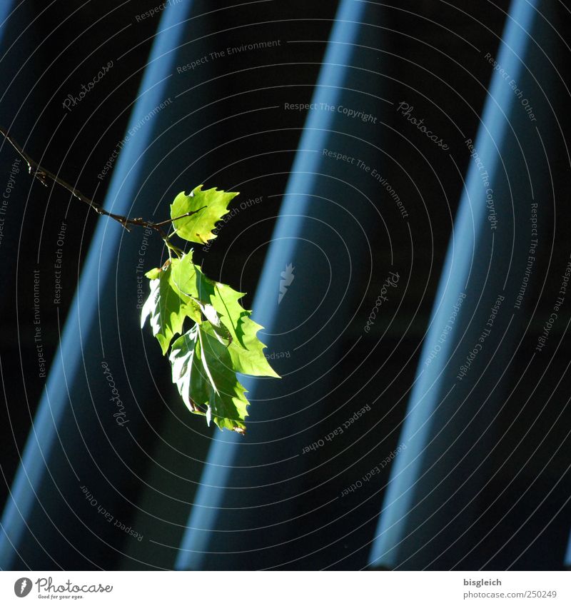 Autumn in the city I Plant Twig Twigs and branches Green Transience Colour photo Exterior shot Deserted Day Shallow depth of field Sunlight Leaf green