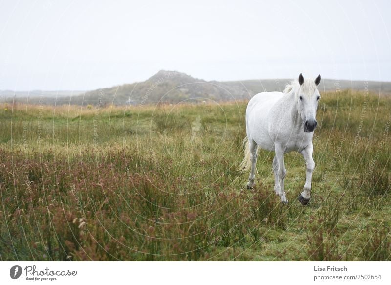 White horse running in the grass, Ireland. Environment Nature Landscape Grass Meadow Hill Horse 1 Animal Movement Free Natural Effort Freedom