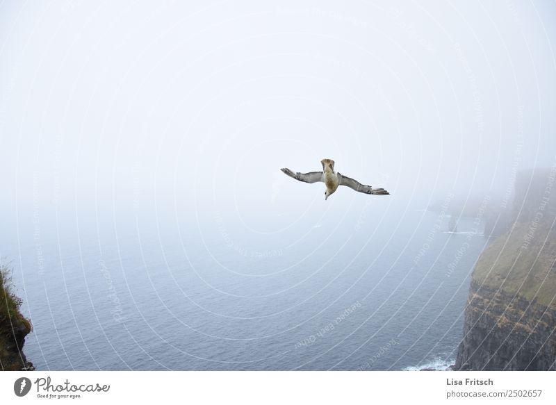 nosedive - fog, Cliffs of Moher - Ireland Vacation & Travel Environment Nature Landscape Fog Rock Ocean Bird Wing 1 Animal Flying Beginning Speed Idyll Tourism