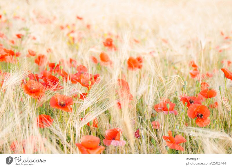 Poppies in wheat field under the morning sun Beautiful Summer Environment Landscape Plant Flower Blossom Meadow Fresh Bright Natural Red Colour agriculture
