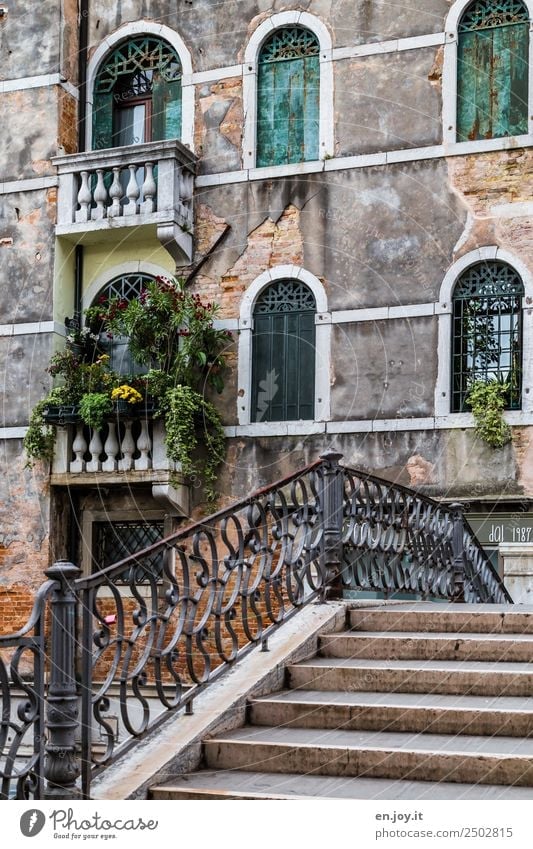 Romantic Vacation & Travel Sightseeing City trip Summer vacation Pot plant Venice Italy Europe Town Old town Bridge Wall (barrier) Wall (building) Stairs Facade