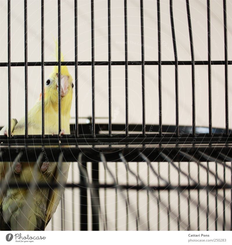 What are you gonna do, man? Animal Pet Bird Parrots 1 Observe Crouch Cage Grating Captured Behind Above Bright Small Natural Sit Beak Eyes Yellow cockatiel