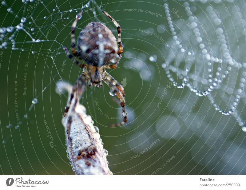 Fresh breakfast Environment Nature Animal Elements Water Drops of water Garden Wild animal Spider Wet Natural Brown Green Cross spider Spider's web Colour photo