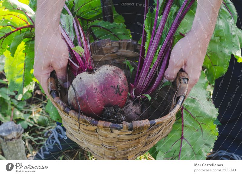 Farmer's hands picking red beets in the orchard. Vegetable Nutrition Vegetarian diet Diet Summer Kitchen Agriculture Forestry Gastronomy Man Adults Hand 1