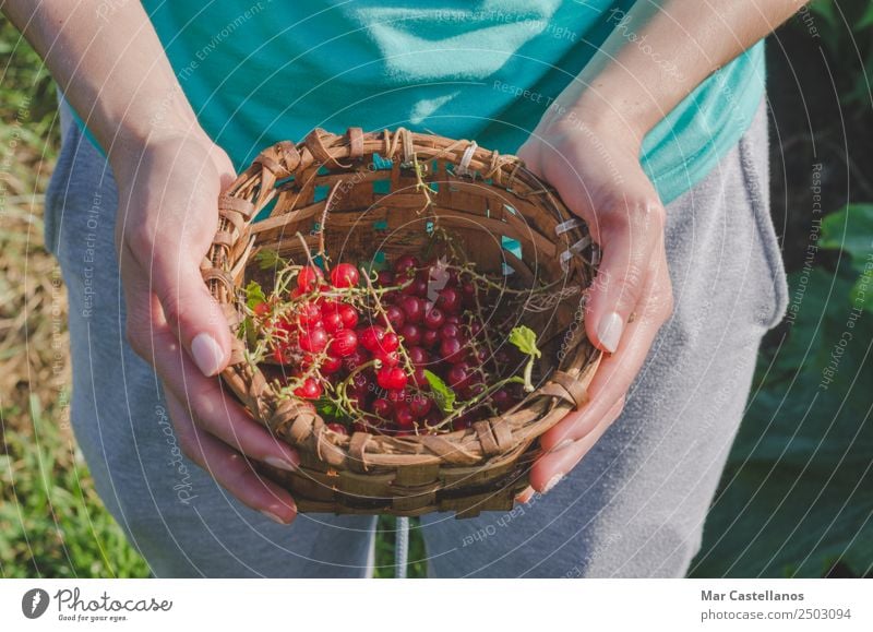 Woman's hands picking red currants in a basket. Fruit Dessert Juice Wellness Work and employment Gardening Agriculture Forestry Adults Hand 1 Human being Group