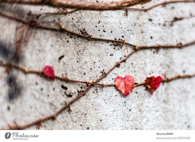 Love - Life - Death - Memory Happy Nature Plant Ivy Leaf Sign Heart Network Emotions Infatuation Compassion To console Grief Inspiration Sadness Colour photo