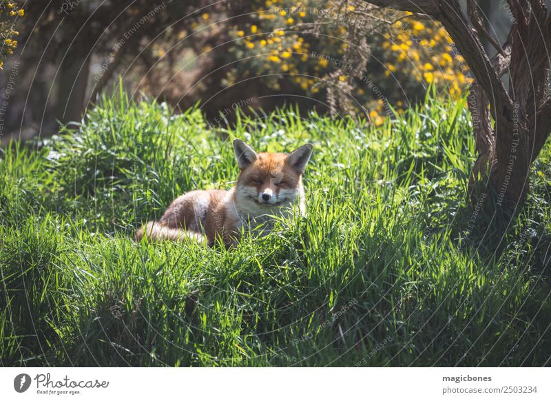 European Red Fox Adults Nature Landscape Animal Grass Lie Wild Green alert background British Carnivore England european red fox fauna low angle Mammal Native