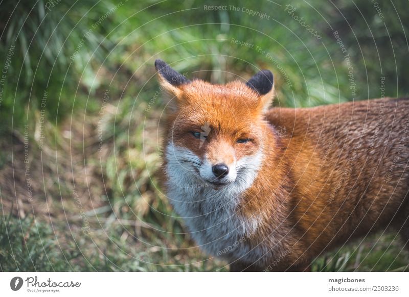 Free Stock Photo of Red fox (animal)