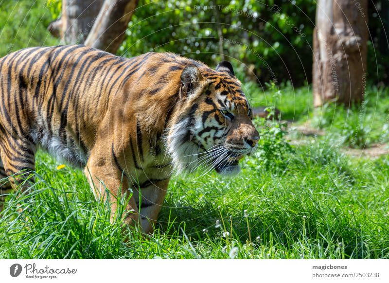 Prowling Sumatran Tiger Zoo Animal Virgin forest Cat Animal face 1 Stripe Wild Critically Endangered Panthera tigris sondaica amur Bengal big Big cat Carnivore