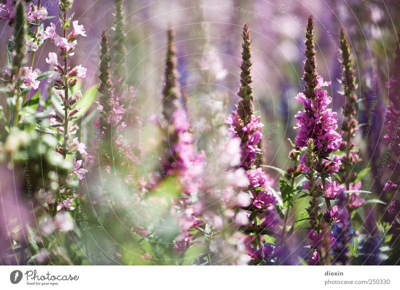 Lythrum salicaria [4] Environment Nature Plant Summer Flower Leaf Blossom Wild plant common loosestrife Herbaceous plants Garden Park Blossoming Growth