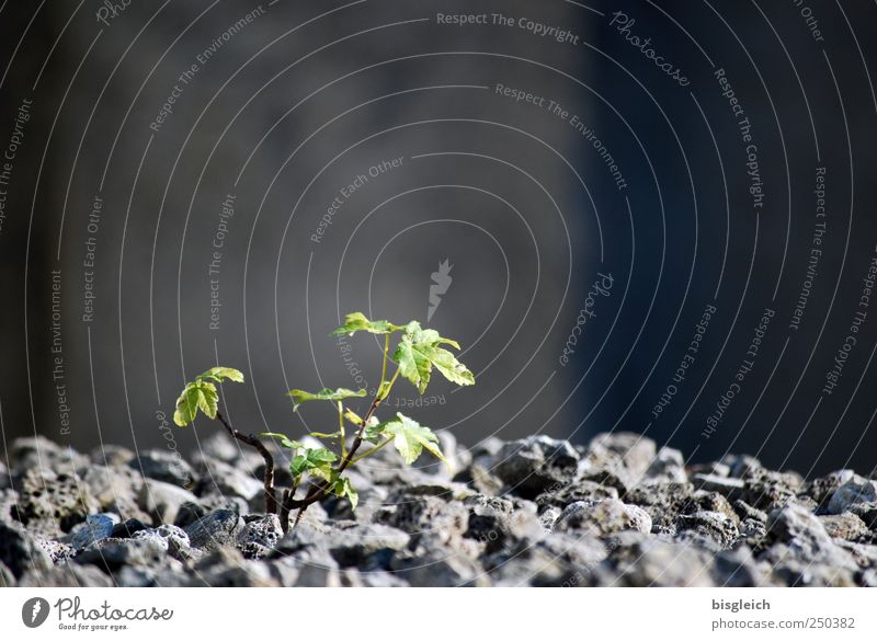 Against All Odds Environment Nature Plant Leaf Foliage plant Stone Growth Positive Rebellious Gray Green Bravery Self-confident Optimism Power Willpower