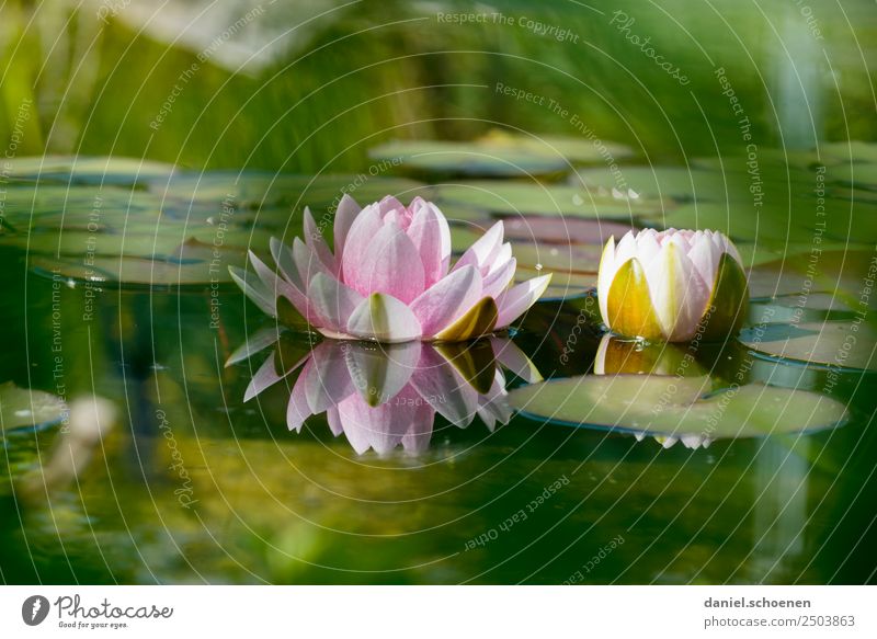 water lily Nature Plant Water Leaf Blossom Lotus Pond Green Pink Calm Water lily Colour photo Deserted Copy Space top Copy Space bottom Shallow depth of field
