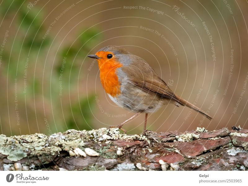 Pretty bird Beautiful Life Man Adults Environment Nature Animal Bird Wood Small Natural Wild Brown Gray White wildlife robin common perched background passerine