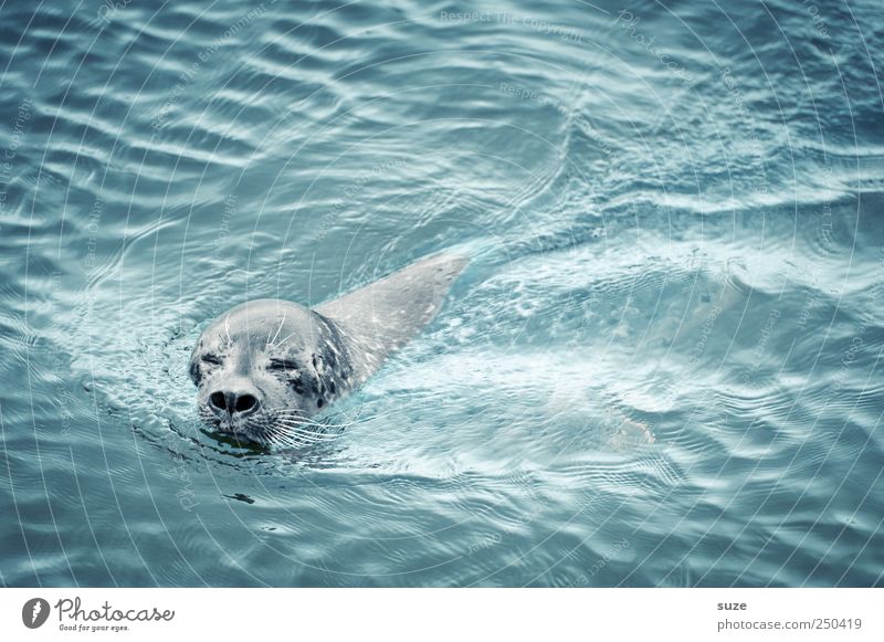 eyes to and through Ocean Waves Nature Animal Water Wild animal Animal face 1 Swimming & Bathing Curiosity Cute Blue Seals Harbour seal Head Surface of water