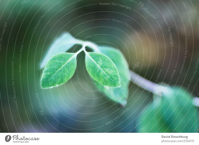 twins Nature Plant Spring Leaf Foliage plant Green Twin Growth In pairs Colour photo Exterior shot Close-up Detail Day Light Contrast Blur Leaf green