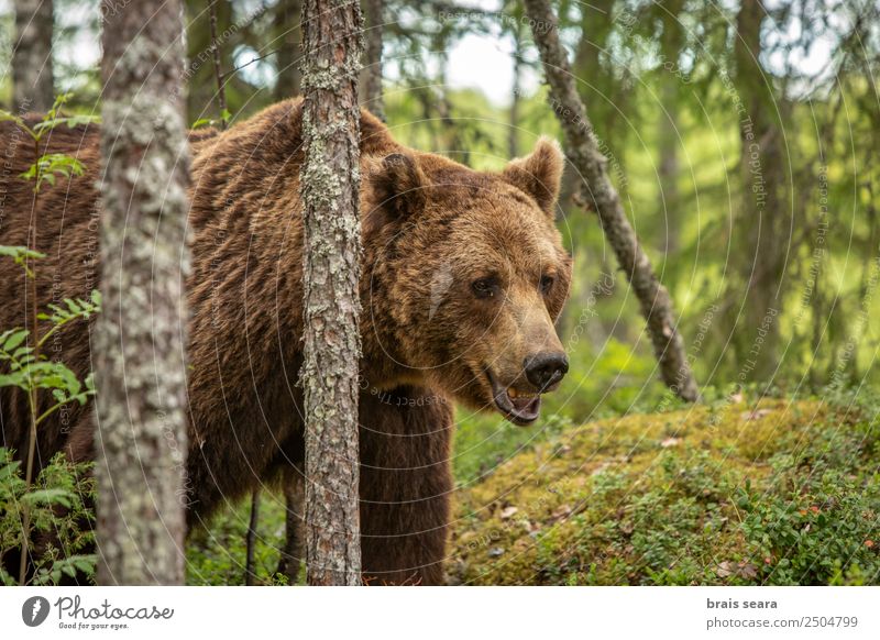 Brown Bear Safari Environment Nature Animal Earth Tree Forest Wild animal Animal face Brown bear 1 Gigantic Beautiful Love of animals Environmental protection