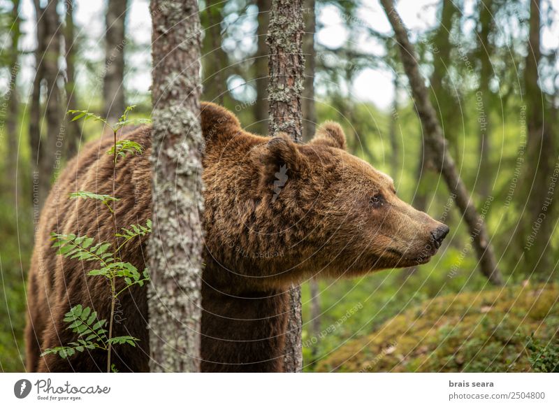 Brown Bear portrait Safari Expedition Science & Research Biology Hunter Environment Nature Animal Earth Tree Forest Wild animal 1 Natural Love of animals