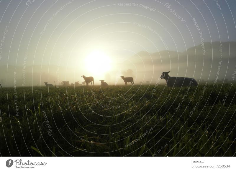 sheep Nature Farm animal Herd Sustainability Peaceful Serene Fog Dew Dawn Morning Meadow Pasture Animal Wool Lamb Indifferent Silhouette