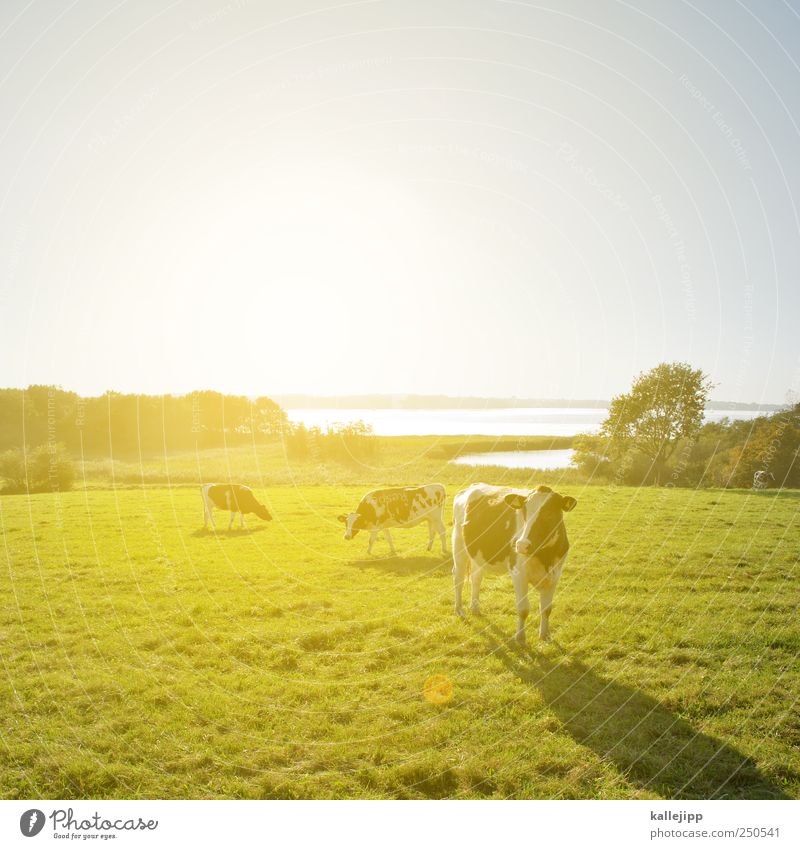 Cows are standing on my runway. Economy Agriculture Forestry Environment Nature Landscape Plant Animal Cloudless sky Horizon Sunrise Sunset Sunlight Summer