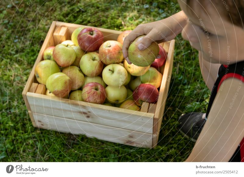 delicious apples Food Fruit Picnic Organic produce Healthy Eating Gardening Child Face Hand 1 Human being Summer Grass Meadow Box Wood Select To hold on