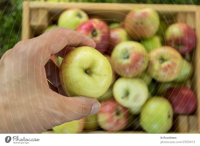 Fresh apples Food Fruit Organic produce Hand Fingers Box Wood Select To hold on Healthy Leisure and hobbies Joy Apple Apple harvest Harvest Pick